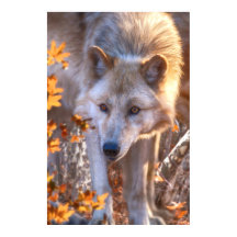 Wolf Puppy AUTUMN COLORS