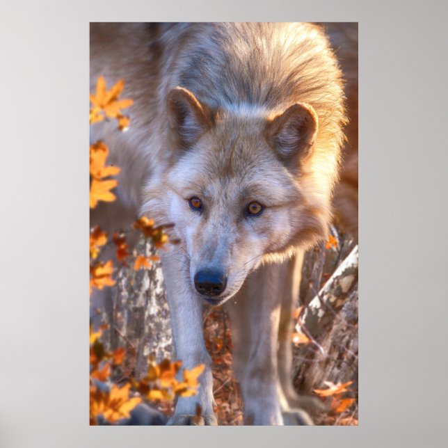 Wolf Puppy AUTUMN COLORS Poster (Front)