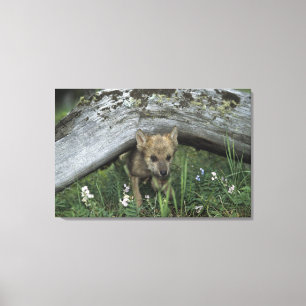 Wolf Puppy Going Under Log Canvas Print