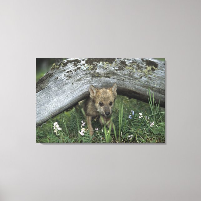 Wolf Puppy Going Under Log Canvas Print (Front)