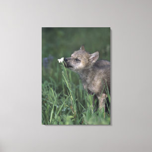 Wolf Puppy Sniffing Mountain Wildflower Canvas Print
