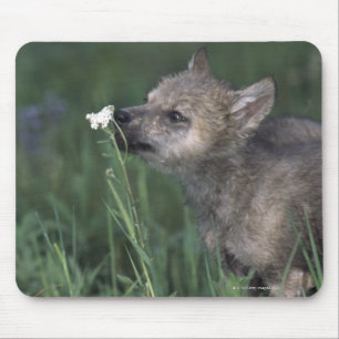 Wolf Puppy Sniffing Mountain Wildflower Mouse Mat