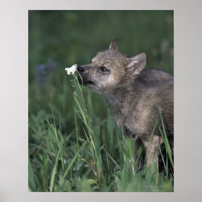 Wolf Puppy Sniffing Mountain Wildflower Poster (Front)