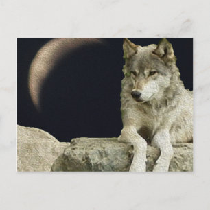 Wolf Relaxing Postcard