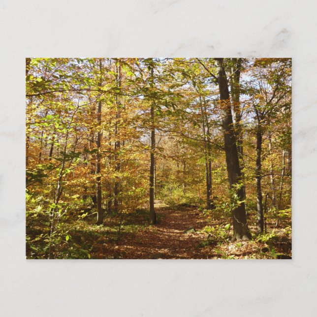 Wolf Rocks Trail in Autumn Pennsylvania Landscape Postcard (Front)