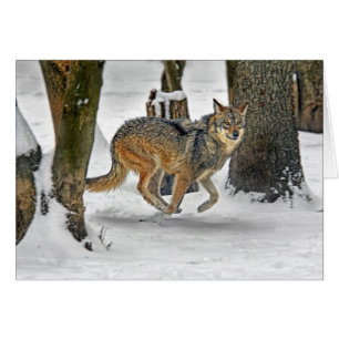 Wolf Running in Snow