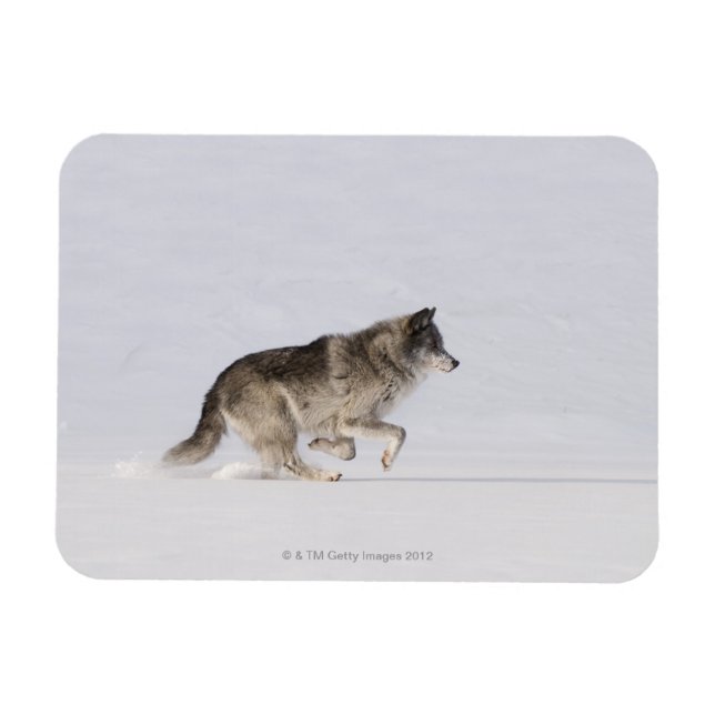 Wolf running in the snow 2 magnet (Horizontal)