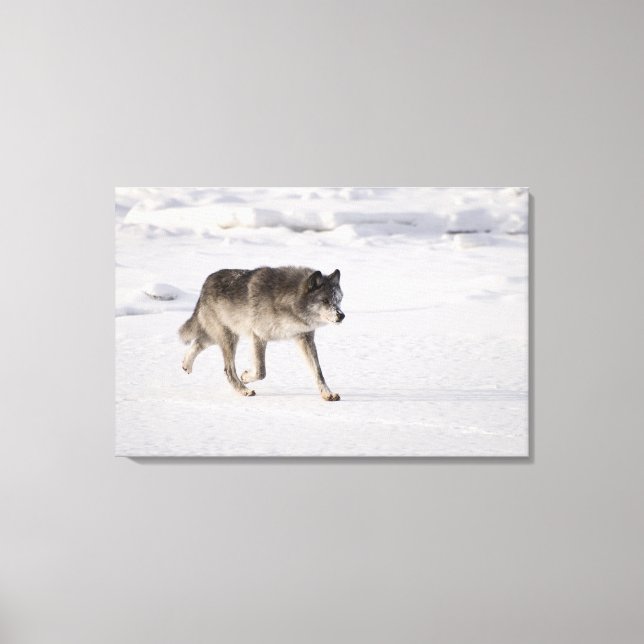 Wolf running in the snow canvas print (Front)