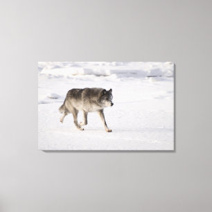 Wolf running in the snow canvas print