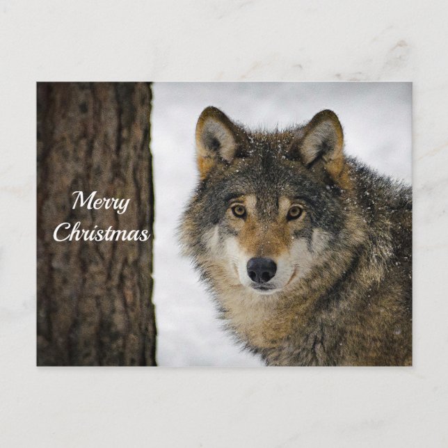 Wolf Snow Tree Photo Christmas Postcard (Front)