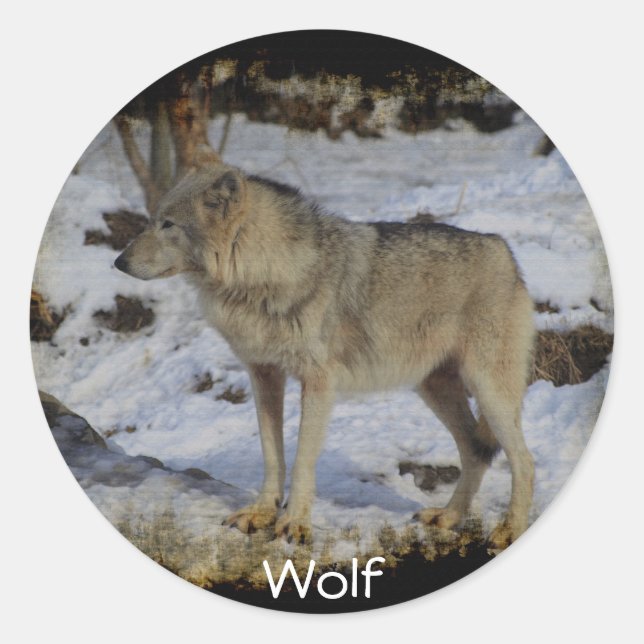 Wolf & Snow Wolf-Lover Wild Animal Alpha Male Classic Round Sticker (Front)