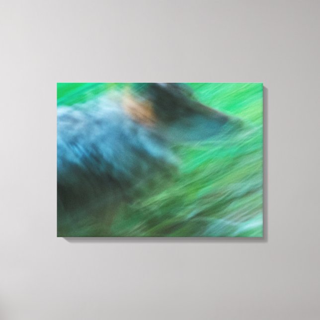 Wolf Speed 24" x 18", 1.5", Single Canvas Print (Front)