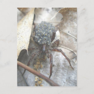 Wolf Spider Babies Egg Case Postcard
