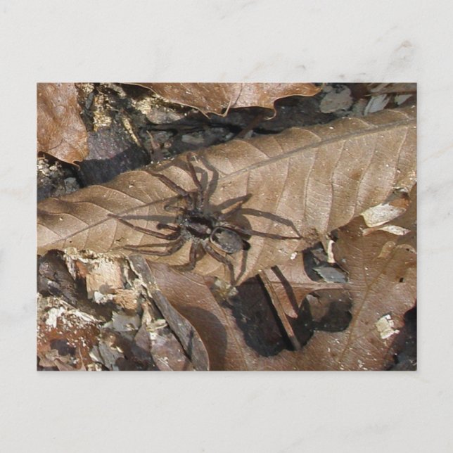 Wolf Spider (Gladicosa gulosa) Postcard (Front)