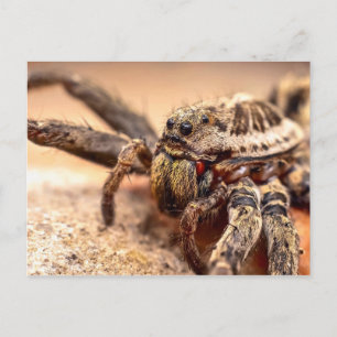 Wolf spider postcard