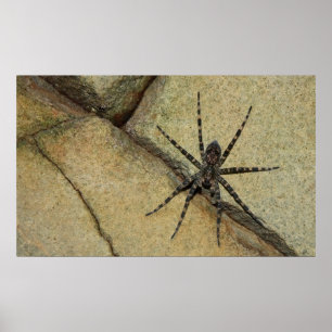 Wolf Spider Poster