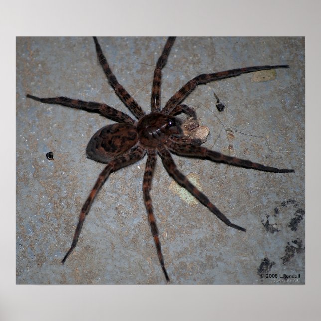 Wolf Spider poster (Front)