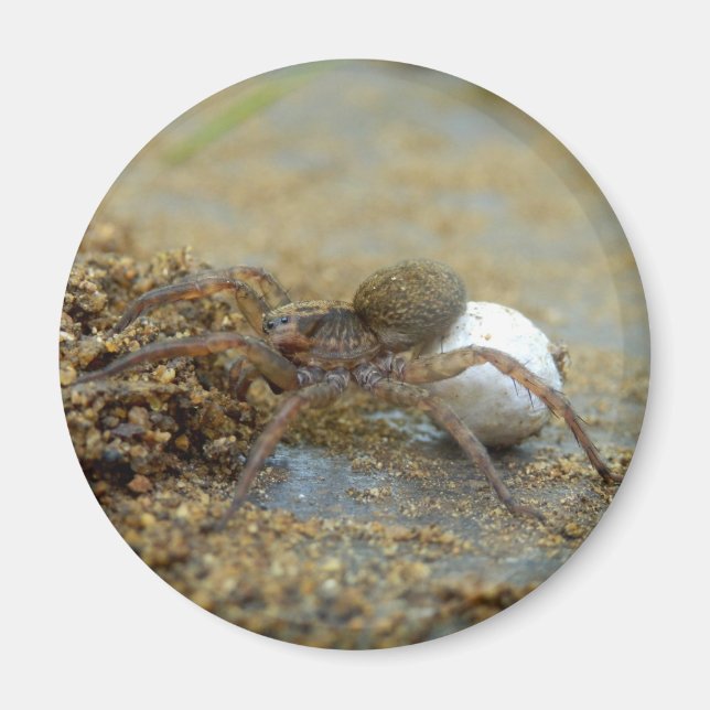 Wolf Spider With Egg Sac Magnet (Front)