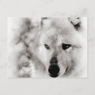 Wolf Spirit Postcard