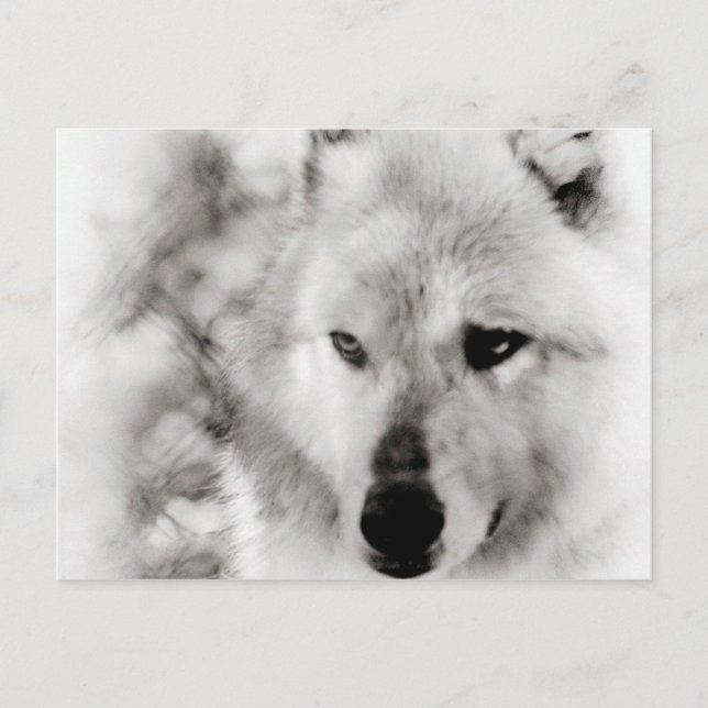 Wolf Spirit Postcard (Front)