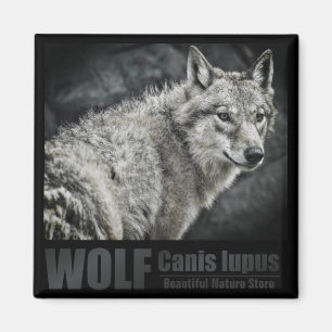 WOLF：Square Magnet
