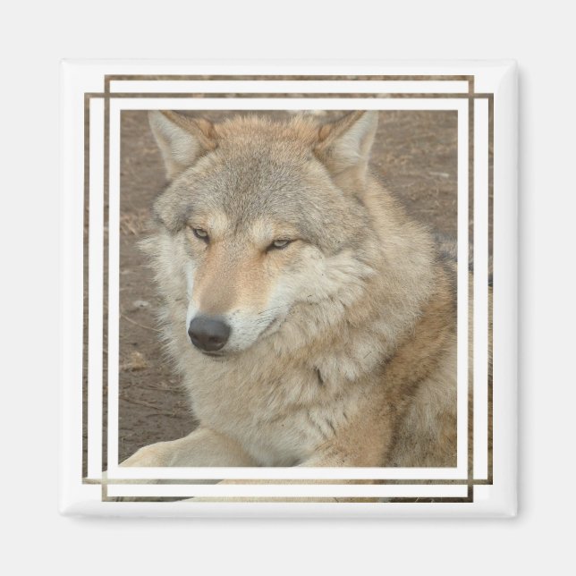 Wolf Square Magnet (Front)