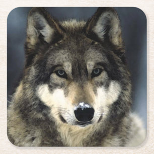 Wolf Square Paper Coaster