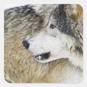 Wolf Square Sticker