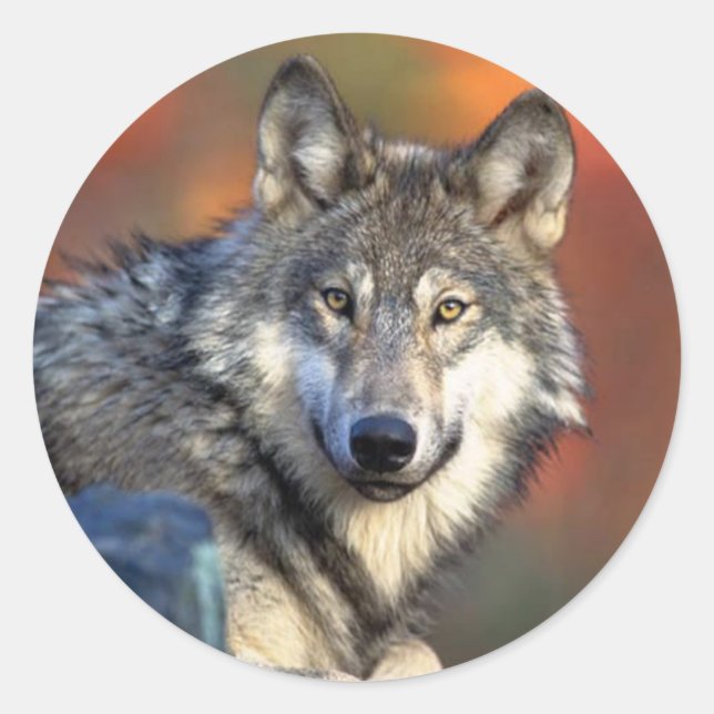 Wolf Staring Sticker (Front)