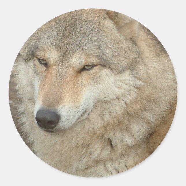 Wolf Sticker (Front)