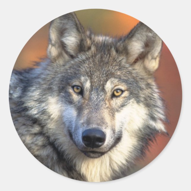 Wolf sticker (Front)