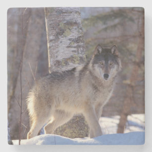 Wolf Stone Coaster