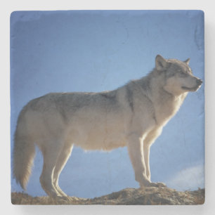 Wolf Stone Coaster