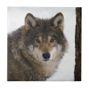 Wolf Tile