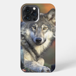 Wolf Wisdom iPhone / iPad case
