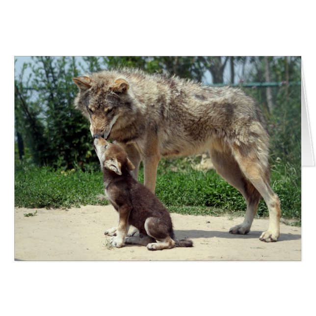 wolf with pup (Front Horizontal)