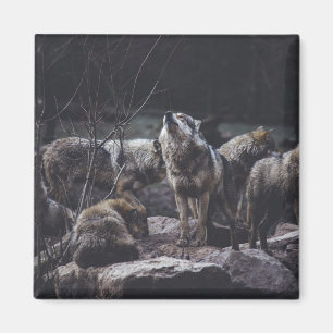 Wolf Wolf Wolf Magnet