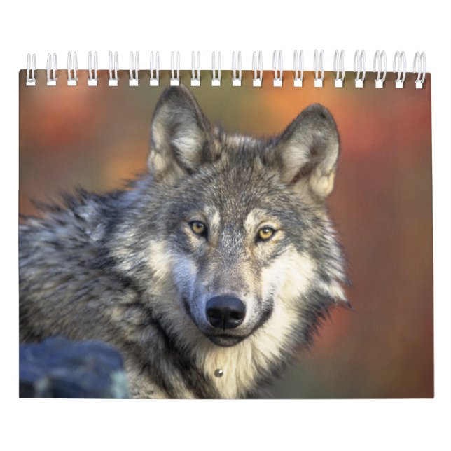 Wolf Wolves In Nature Photography Calendar (Cover)