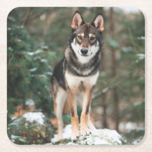 Wolfdog Square Paper Coaster