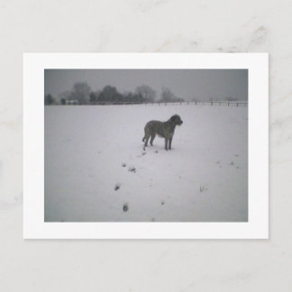 Wolfhound in snow postcard