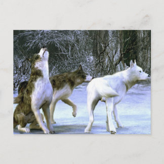 wolfpack postcard