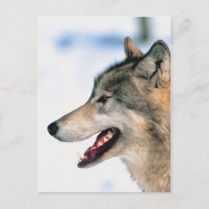 Wolf's Head Postcard