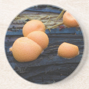 Wolf's Milk Groening's Slime Lycogala Epidendrum Coaster