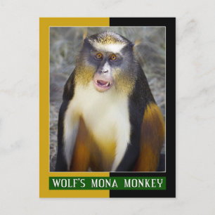 Wolf's Mona (Guenon) Monkey Postcard