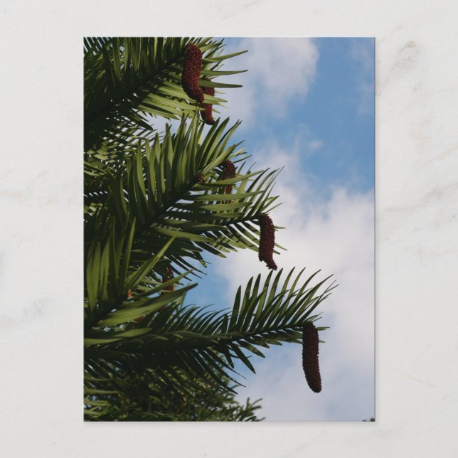 Wollemi Pine Tree Cones Postcard (Front)