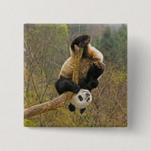 Wolong Panda Reserve, China, 2 1/2 yr old 15 Cm Square Badge