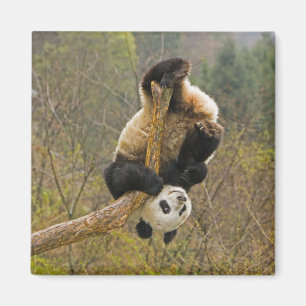 Wolong Panda Reserve, China, 2 1/2 yr old Magnet