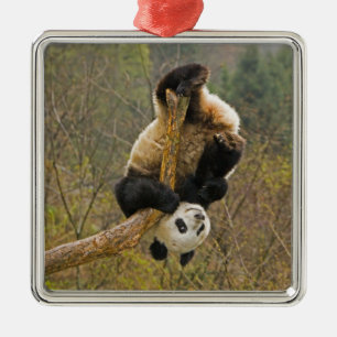 Wolong Panda Reserve, China, 2 1/2 yr old Metal Tree Decoration
