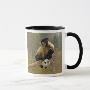 Wolong Panda Reserve, China, 2 1/2 yr old Mug