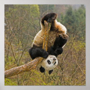 Wolong Panda Reserve, China, 2 1/2 yr old Poster